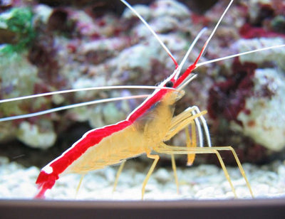 Red Line Cleaner Shrimp(Do not purchase online)