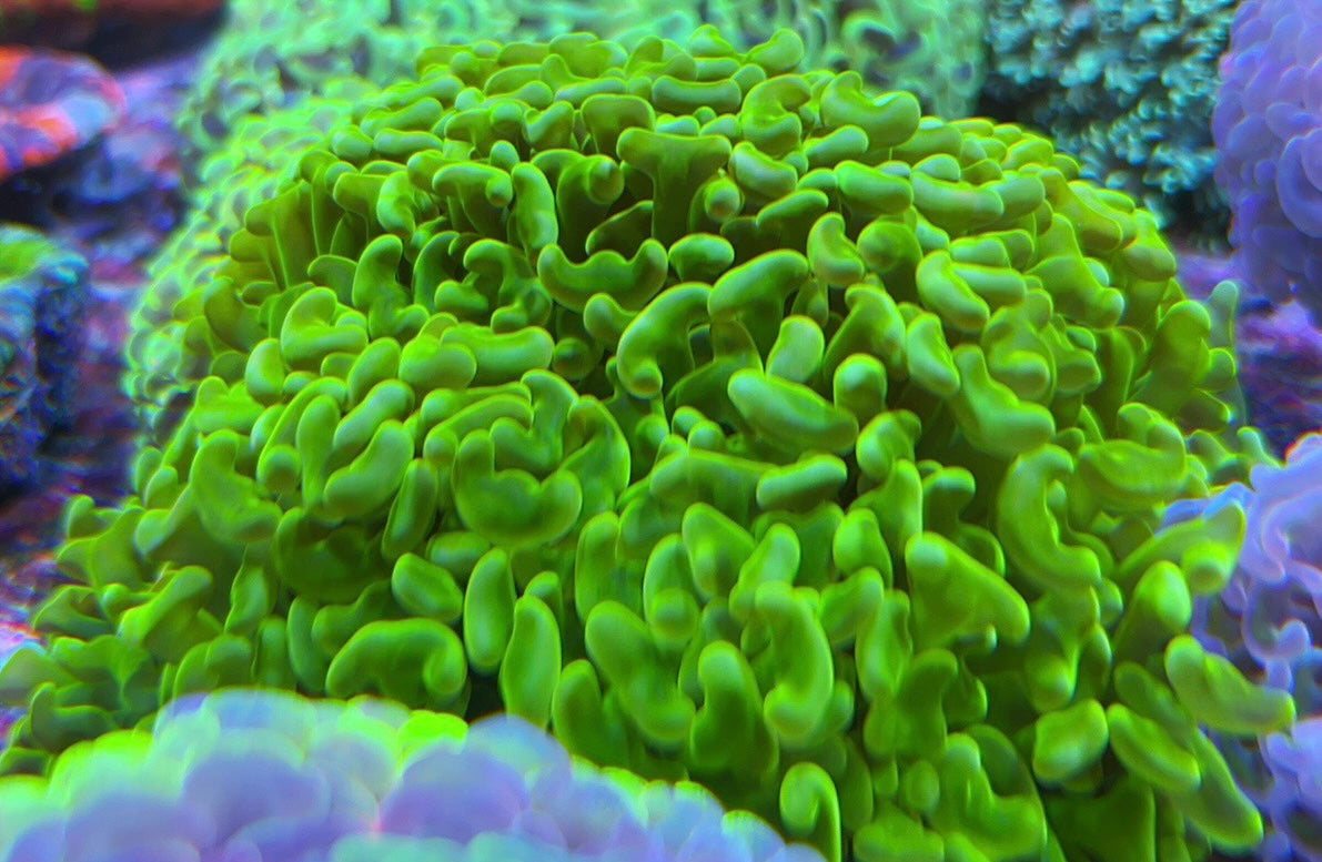 Green Hammer 1 – Hi Fin Aquariums